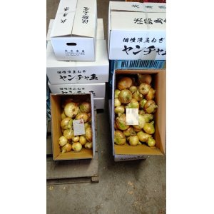 画像: 淡路島産 個性派玉葱　ヤンチャ玉　5kg〜20kg